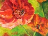 Poppies