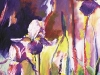 Purple Irises