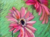 Gerber Daisies